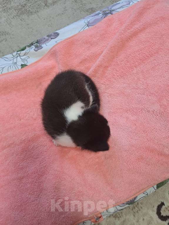 Кошки в Воронеже: Девочка Девочка, Бесплатно - фото 3