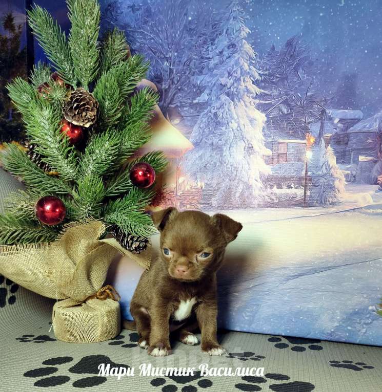 Собаки в Санкт-Петербурге: Мини Василиса чихуахуа шоколадного окраса Девочка, 120 000 руб. - фото 4