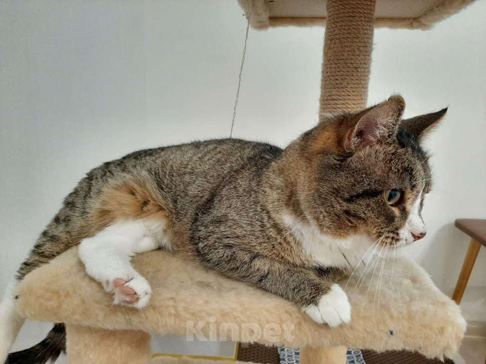 Кошки в Москве: Кот Тимофей  Мальчик, Бесплатно - фото 5