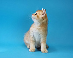 Кошки в Москве: Шотландский котенок Ирвин Мальчик, 20 000 руб. - фото 4