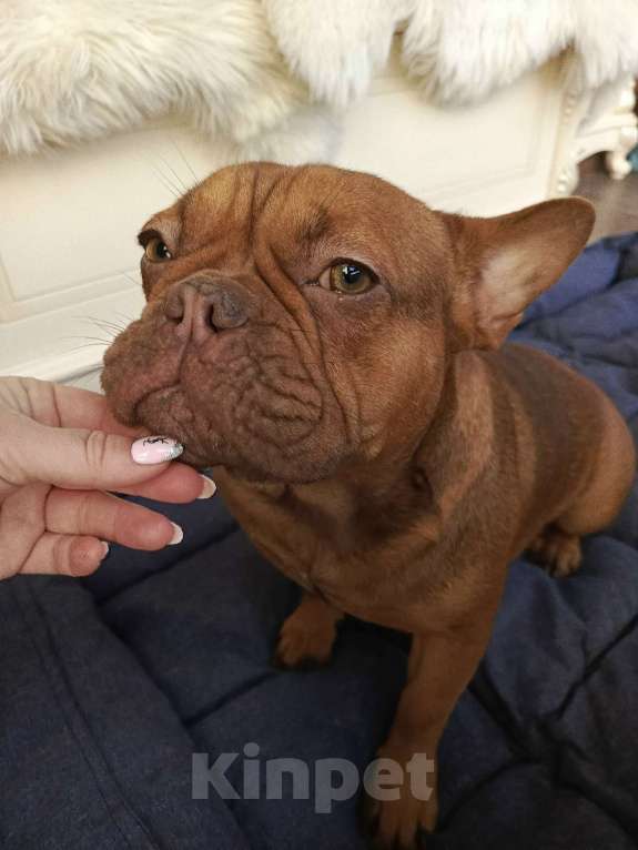 Собаки в Тюмени: французский бульдог девочка Девочка, Бесплатно - фото 3