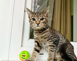 Кошки в Москве: Котенок Тося - полосатая девочка в добрые руки Девочка, Бесплатно - фото 1