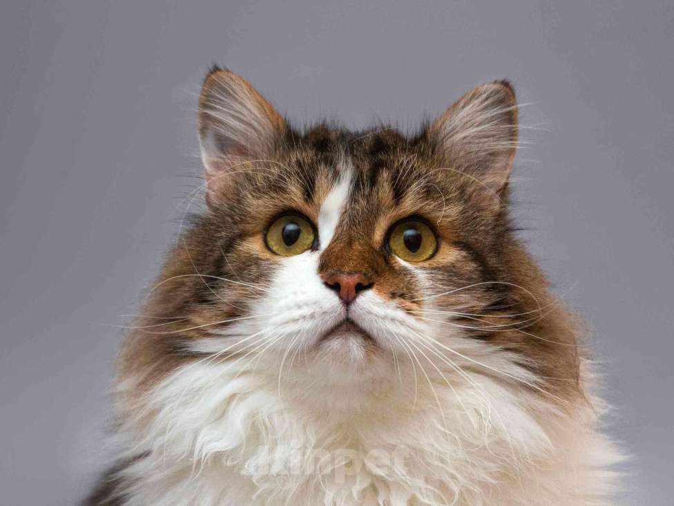 Кошки в Москве: Нежный ласковый котик Симон в добрые руки Мальчик, Бесплатно - фото 10