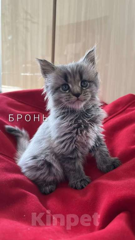 Кошки в Новосибирске: Котенок мейн-кун Девочка, 8 000 руб. - фото 7