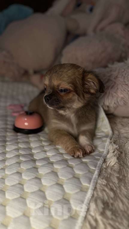 Собаки в Томске: Щенок чихуахуа девочка д/ш одна лапка белая Девочка, 35 000 руб. - фото 5