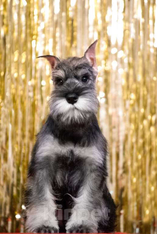 Собаки в Москве: Купированный мальчик Мальчик, 70 000 руб. - фото 1