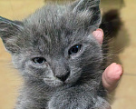 Кошки в Ярцево: Котёнок ищет семью Мальчик, 1 руб. - фото 1