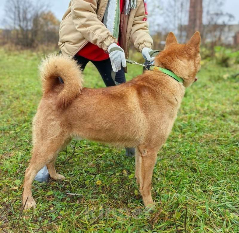 Собаки в Москве: Брутальный красавец Рич ищет хозяев! Мальчик, Бесплатно - фото 8