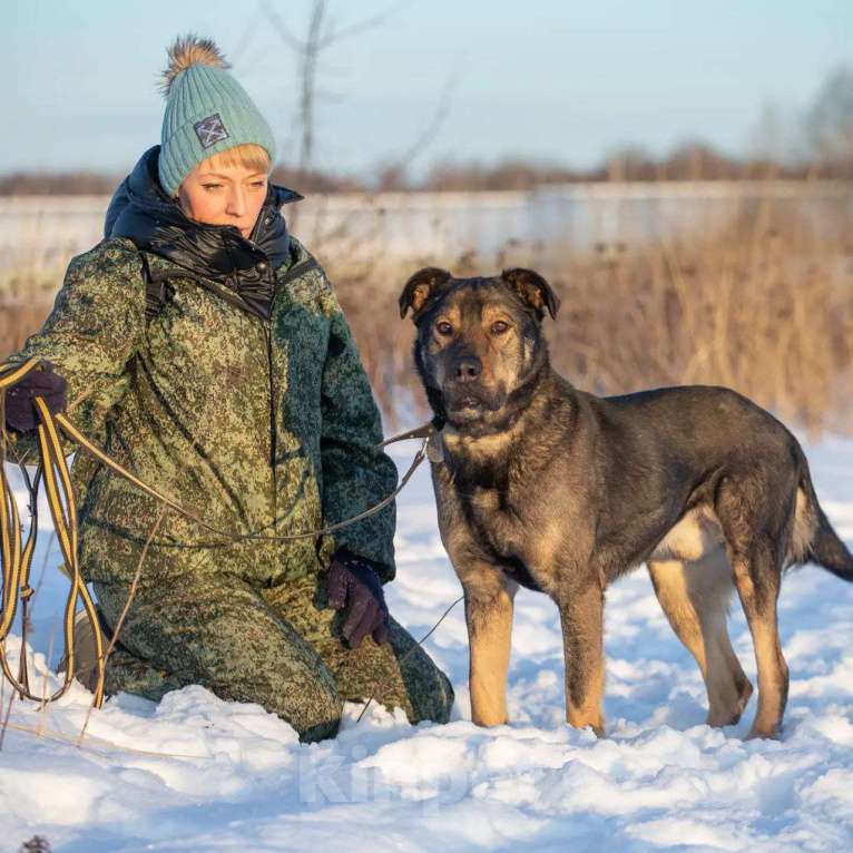 Собаки в Москве: Статный метис босерона Грей в добрые руки Мальчик, Бесплатно - фото 2