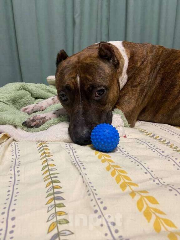 Собаки в Санкт-Петербурге: Питбуль Мунна ищет дом! Девочка, Бесплатно - фото 7