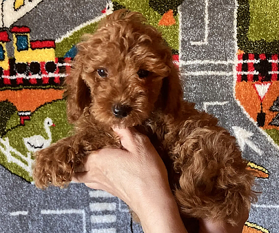 Щенки той-пуделя