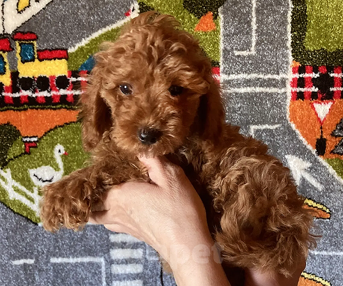 Собаки в Москве: Щенки той-пуделя Мальчик, Бесплатно - фото 2