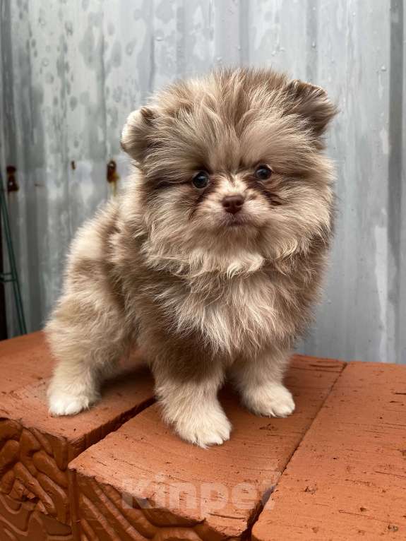 Собаки в Перми: Померанский шпиц от чемпиона с документами  Мальчик, 40 000 руб. - фото 4
