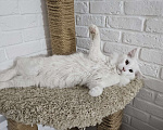 Кошки в Нижнем Новгороде: Котята мейн-кун Девочка, 12 000 руб. - фото 4