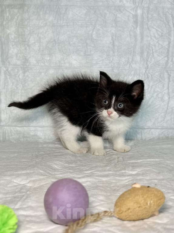 Кошки в Санкт-Петербурге: Котенок 1 месяц Кайя Девочка, Бесплатно - фото 2