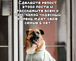 Собаки в Москве: Марти Мальчик, Бесплатно - фото 5