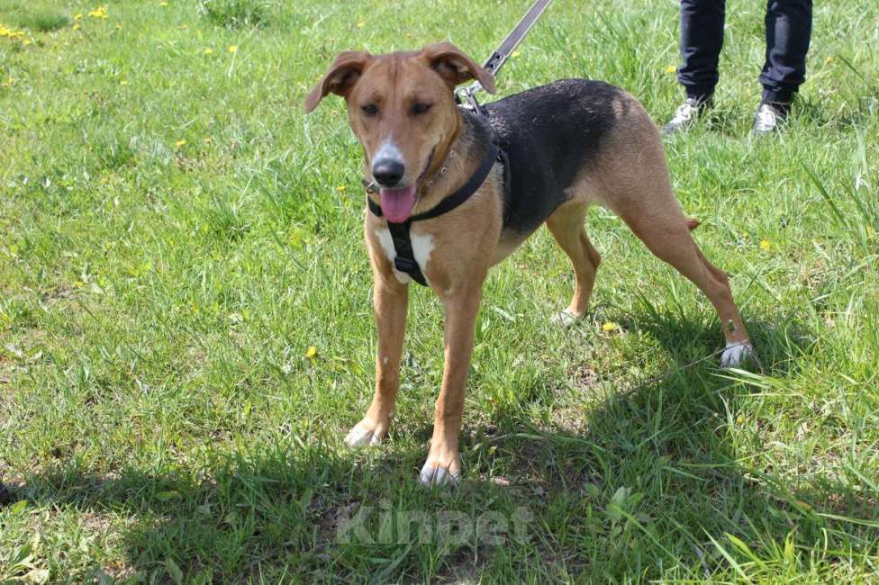 Собаки в других городах Московской области: Лика. Похожа на русскую гончую. В добрые руки Девочка, Бесплатно - фото 8