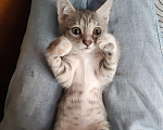 Кошки в Кемерово: Котята Разнополые, Бесплатно - фото 4