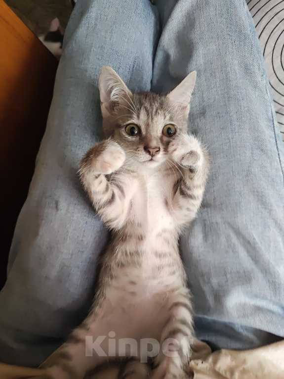 Кошки в Кемерово: Котята Разнополые, Бесплатно - фото 4