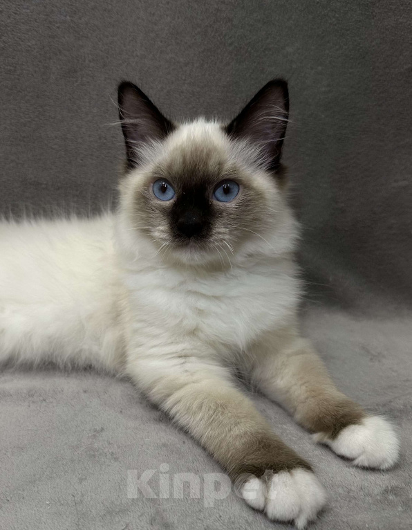 Кошки в Благовещенске: Котенок Невская маскарадная  Мальчик, 43 000 руб. - фото 1