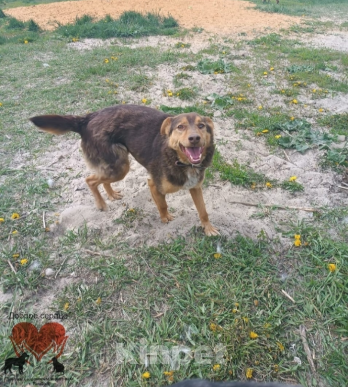 Собаки в Тамбове: Пампушка  Девочка, Бесплатно - фото 4