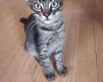 Кошки в Анапе: Котята в добрые руки, 1 руб. - фото 2