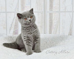 Кошки в Санкт-Петербурге: Британские голубые котята Девочка, 35 000 руб. - фото 3