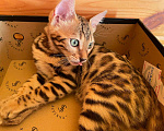 Кошки в Истре: Ручная бенгалочка с документами Девочка, 24 000 руб. - фото 8