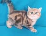 Кошки в Москве: золотой мраморный котик Мальчик, 25 000 руб. - фото 1