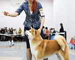 Собаки в Перми: Вязка. Мальчик, 25 000 руб. - фото 4