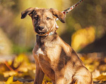 Собаки в Москве: Рыжий щенок Лексус в дар Мальчик, Бесплатно - фото 1
