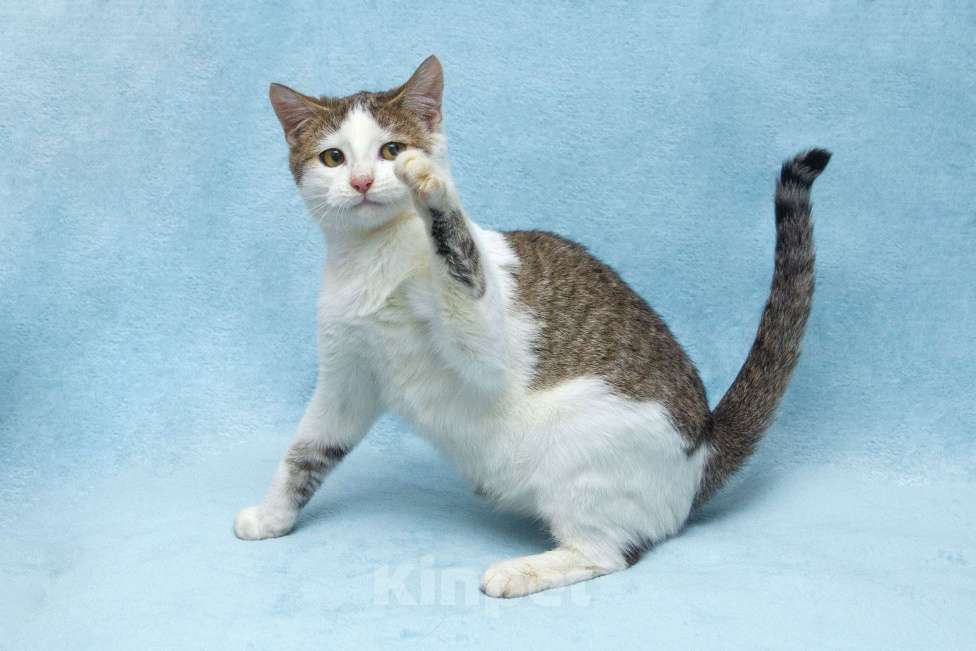Кошки в Москве: Ищет свою семью братик Чепушиленок Мальчик, Бесплатно - фото 6