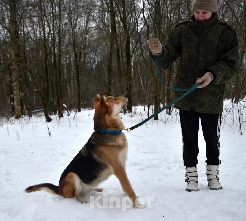 Собаки в Москве: Чарли в поисках дома Мальчик, Бесплатно - фото 7