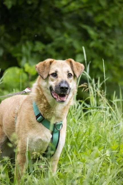 Собаки в Москве: Бара ищет любящую семью. Девочка, Бесплатно - фото 3