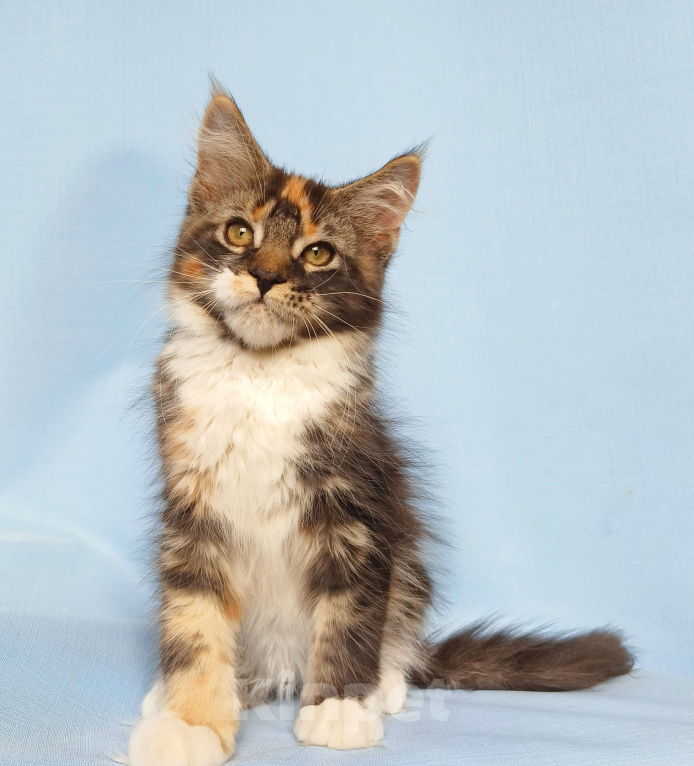 Кошки в Москве: Котята Мейн-Кун из питомника. Девочка Девочка, 45 000 руб. - фото 4