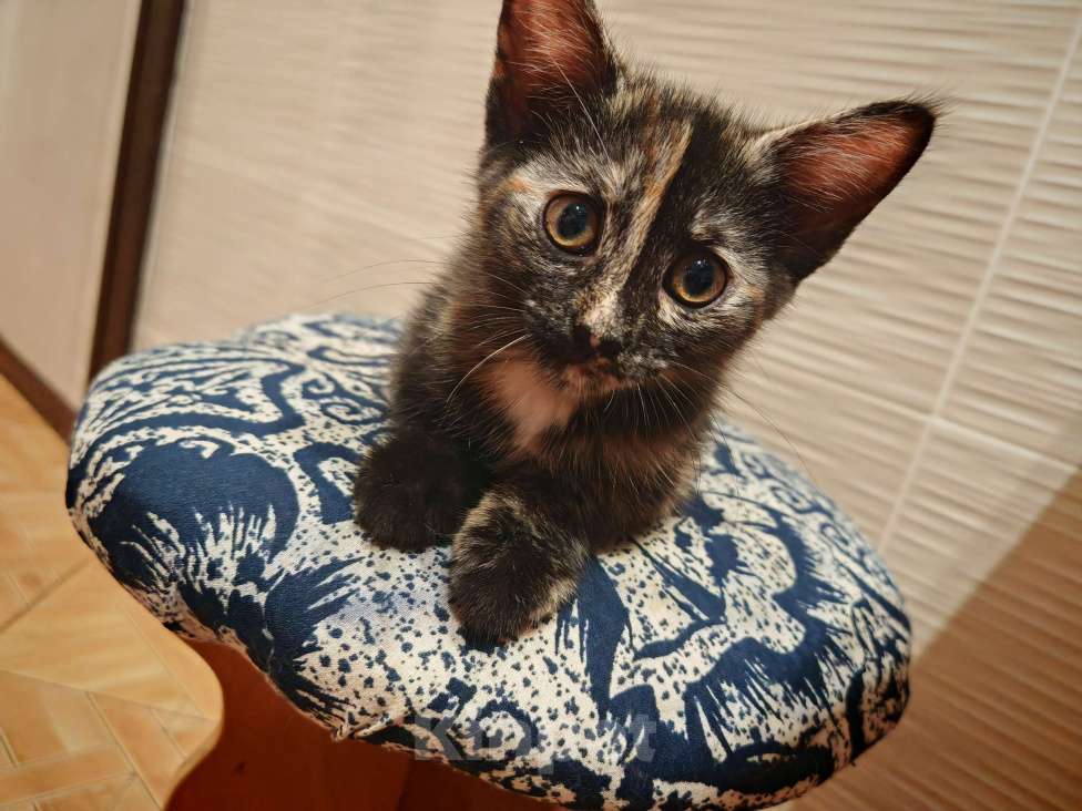 Кошки в Уфе: Бузинная палочка Девочка, Бесплатно - фото 7