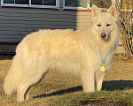 Собаки в других городах Московской области: Вязка. Кабель. Белая Швейцарская овчарка Мальчик, 15 000 руб. - фото 3