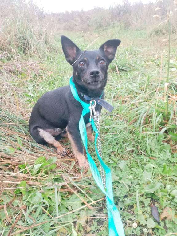 Собаки в Санкт-Петербурге: Маленький трогательный пёсик Мальчик, Бесплатно - фото 6