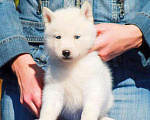 Собаки в Москве: Голубоглазая Девочка Сибирский хаски Девочка, 35 000 руб. - фото 3