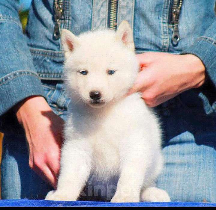 Собаки в Москве: Голубоглазая Девочка Сибирский хаски Девочка, 35 000 руб. - фото 3