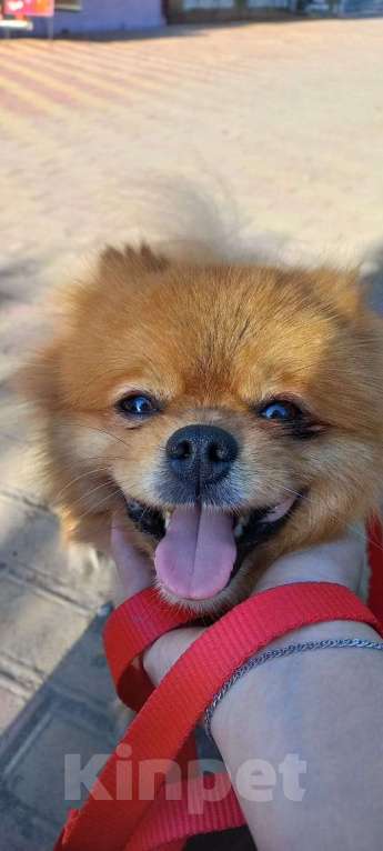 Собаки в Прохладном: Потерялся Шпиц! Мальчик, Бесплатно - фото 2