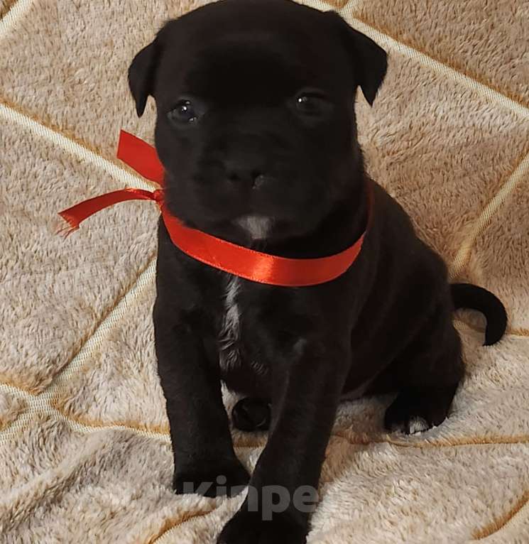 Собаки в Туле: Стаффорлширский бультерьер  Девочка, 50 000 руб. - фото 7