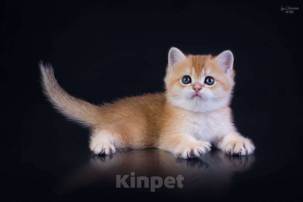 Кошки в Петрозаводске: Шотландские котята золотая шиншилла Мальчик, 50 000 руб. - фото 4