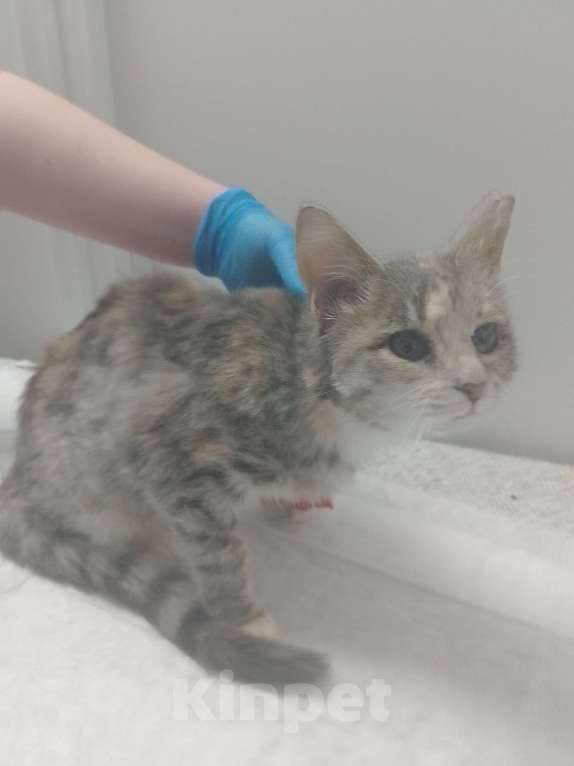 Кошки в Москве: Выжившая Рипа Девочка, Бесплатно - фото 2