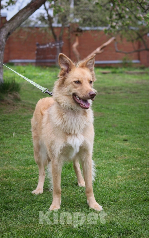 Собаки в Москве:  Эмми ищет дом  Девочка, Бесплатно - фото 2