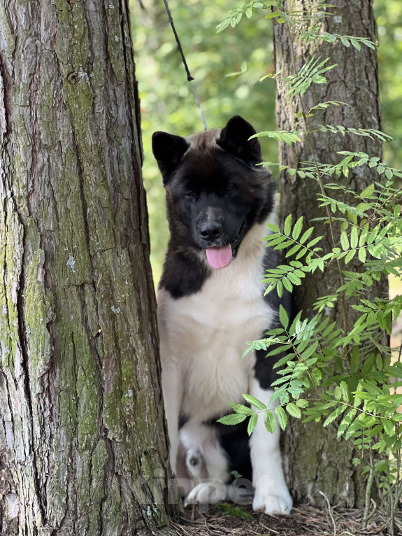 Собаки в Дубне: Щенок американской акиты Мальчик, 30 000 руб. - фото 2