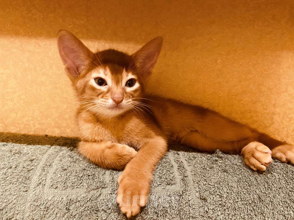 Кошки в Сочи: Абиссинский котик  Мальчик, 60 000 руб. - фото 3