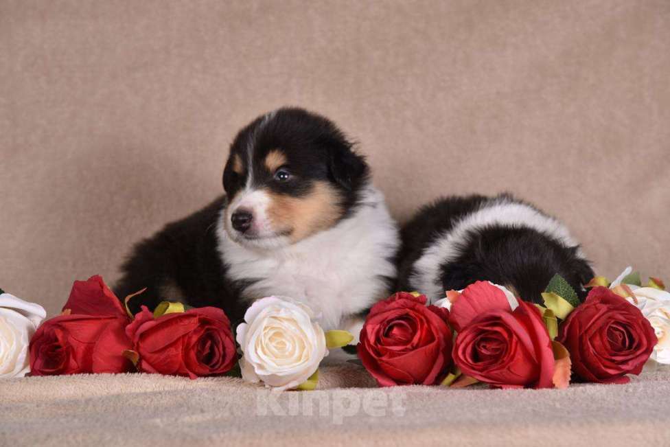 Собаки в Новосибирске: Щенки колли.высокопородные щенки колли.ДокументыРКФветпаспортОчень перспективные о Мальчик, 60 000 руб. - фото 3