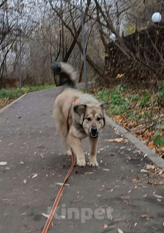 Собаки в Москве: Ваша личная Фея Девочка, Бесплатно - фото 2