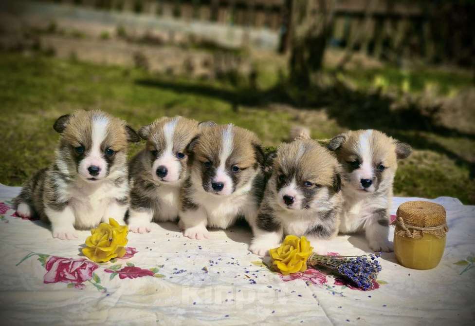 Собаки в Москве: Продаются великолепные щенки вельш корги пемброк Мальчик, 70 000 руб. - фото 2